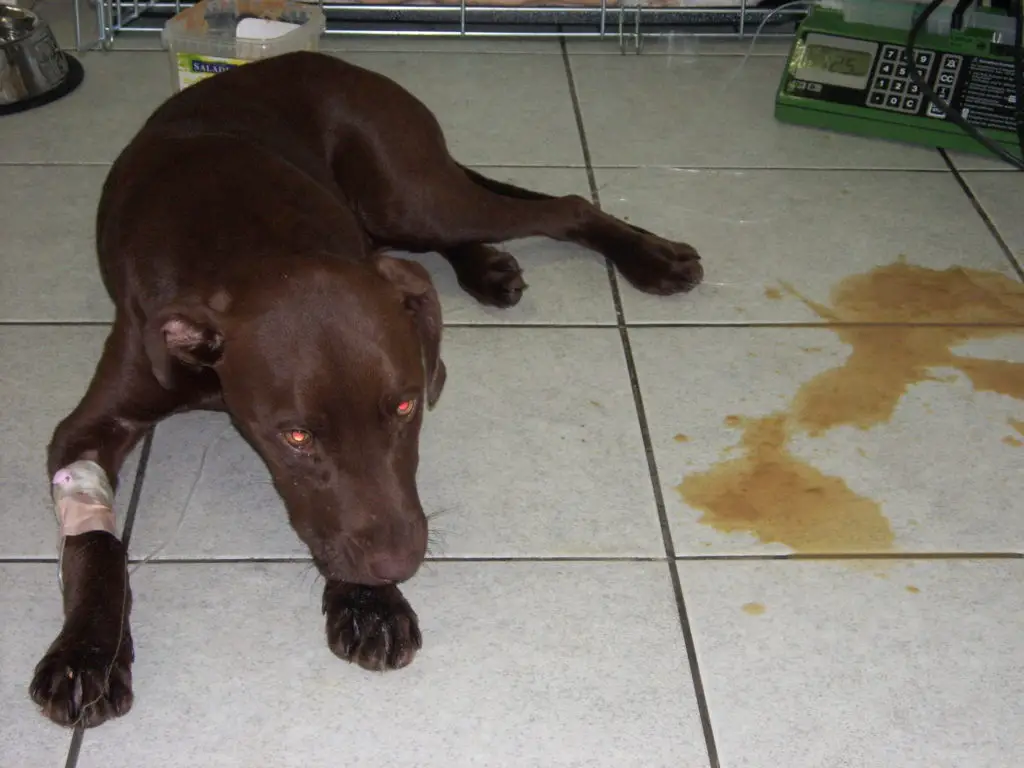 how-to-deal-with-vomiting-in-dogs-bark-how