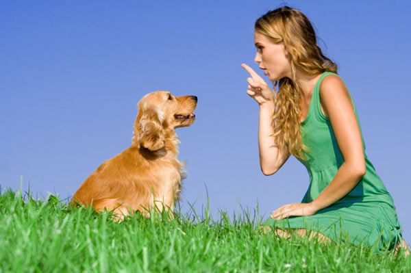 dog training tips