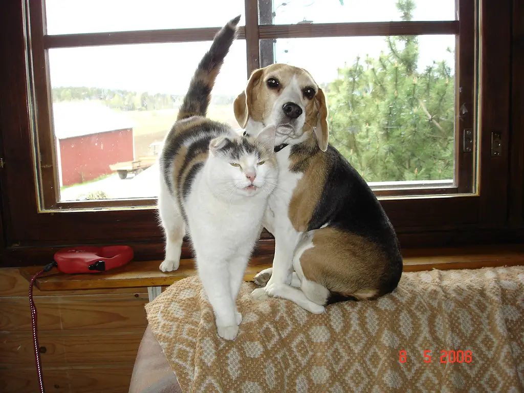 are beagle dogs good with cats