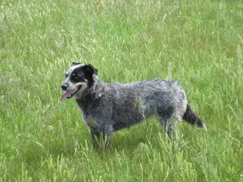 Are Blue Heelers Australian Cattle Dogs Good Guard Dogs Bark How