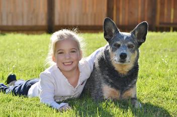 is a red heeler a good family dog