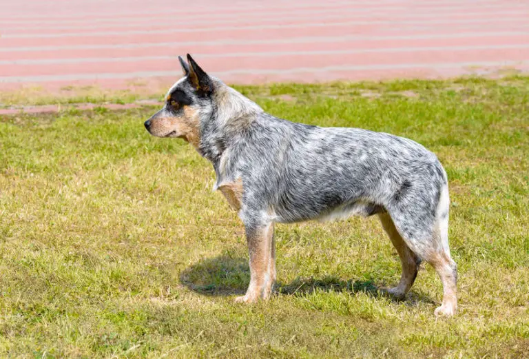 How big does a Blue Heeler get - Bark How