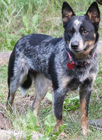 How Big Does A Blue Heeler Get Bark How