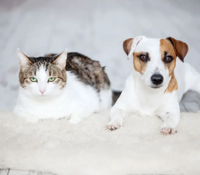 Jack Russell and cat