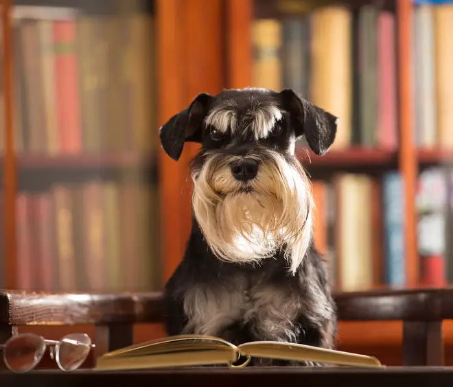 minaiture schnauzer intelligence