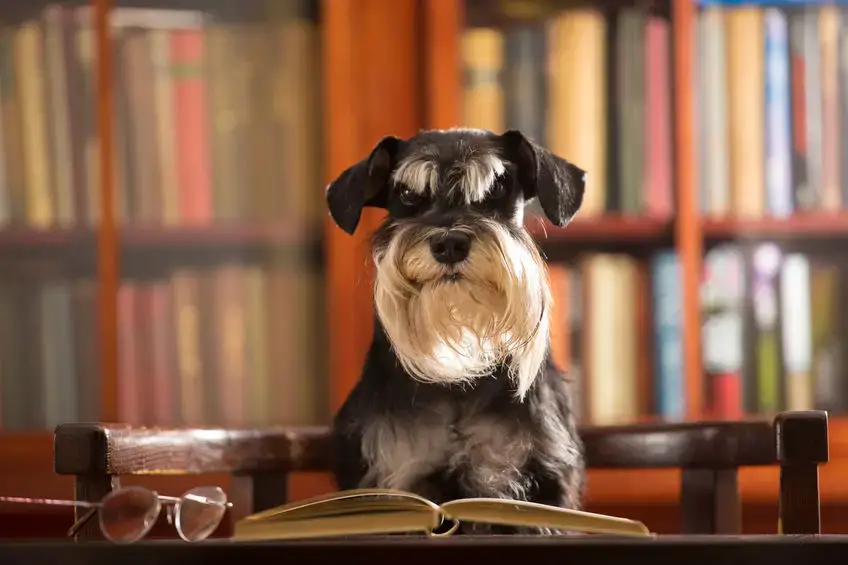 are schnauzer dogs smart