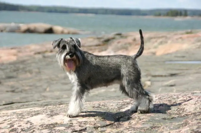 are schnauzer terriers
