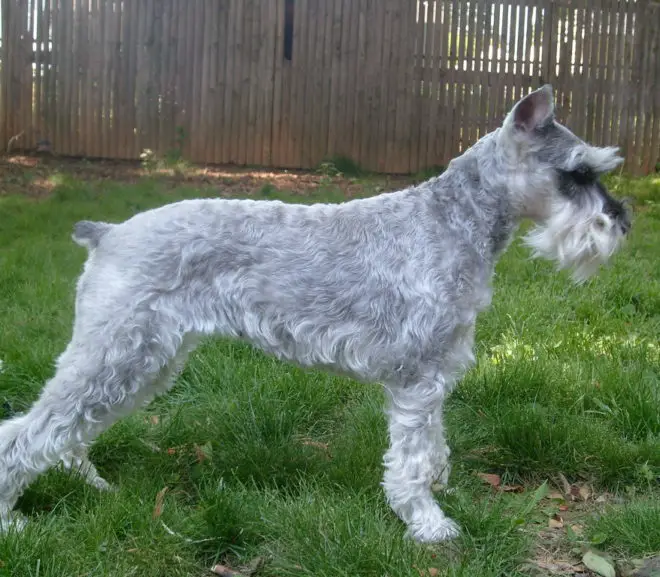 miniature Schnauzer dig