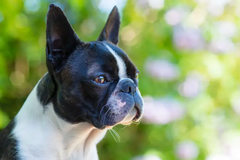 Why do Boston Terriers shake - Bark How