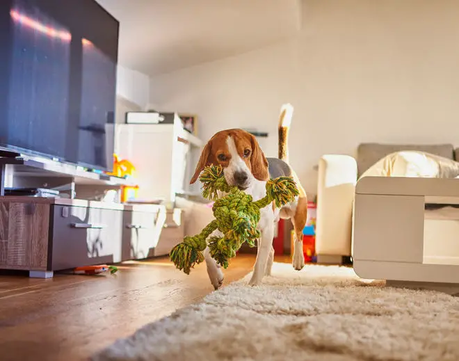 Beagle apartment