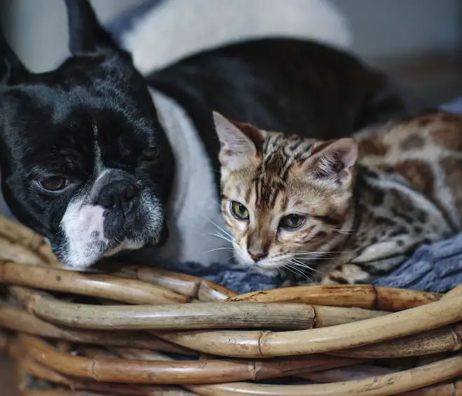 Are Boston Terriers good with cats