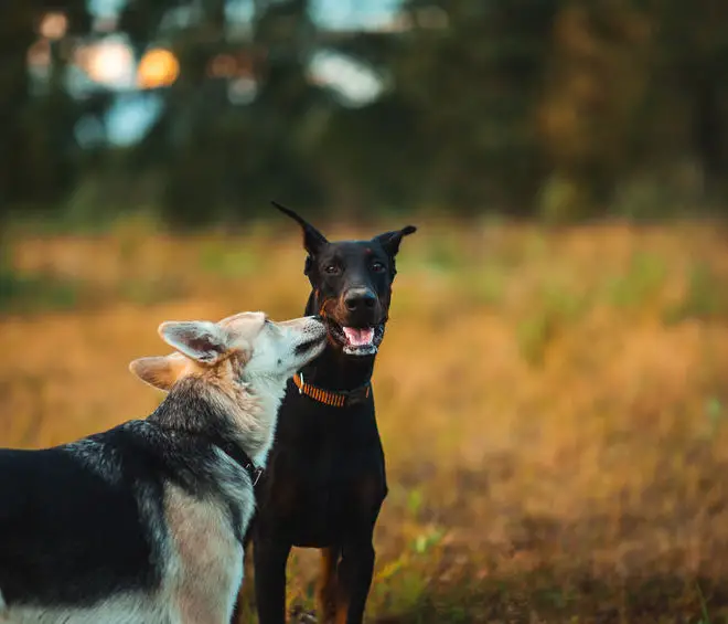 Doberman socialization