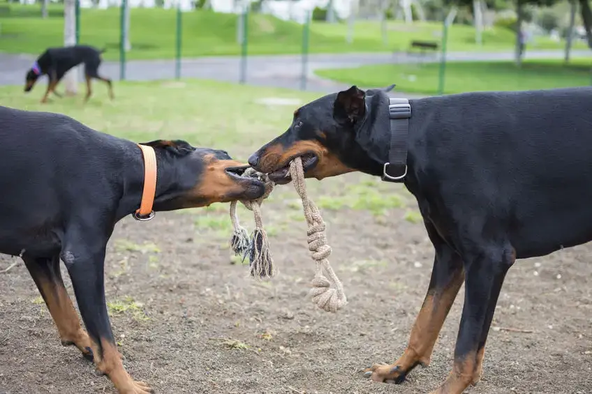 do dobermans like to play