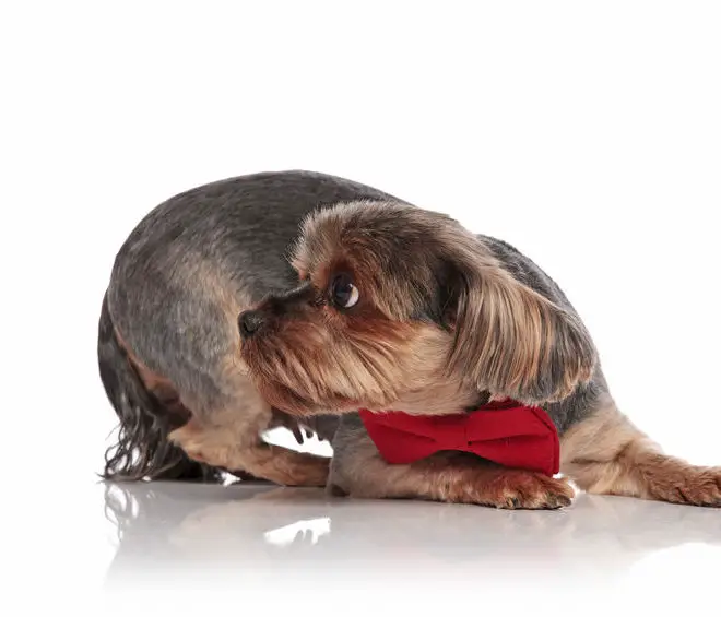 Yorkie anxiety solutions