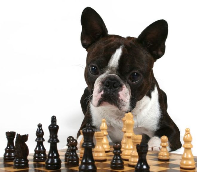 Boston Terrier intelligence