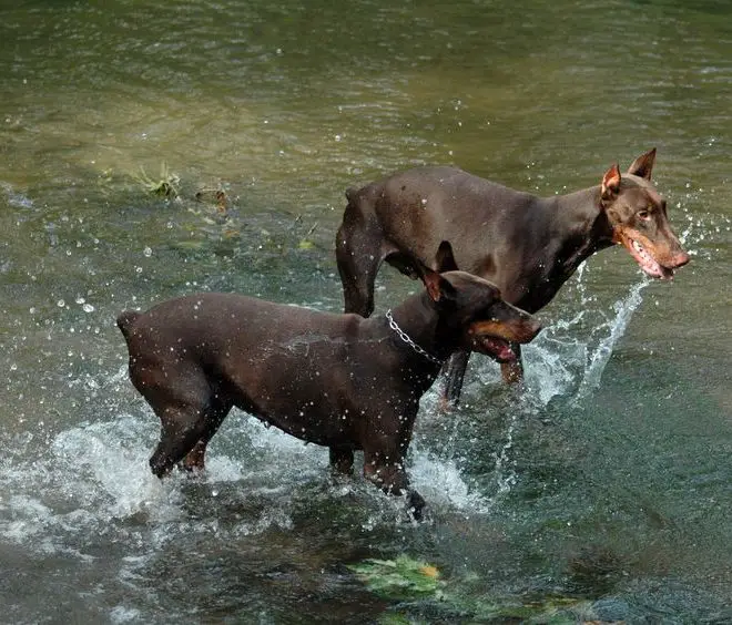 Do Dobermans like water