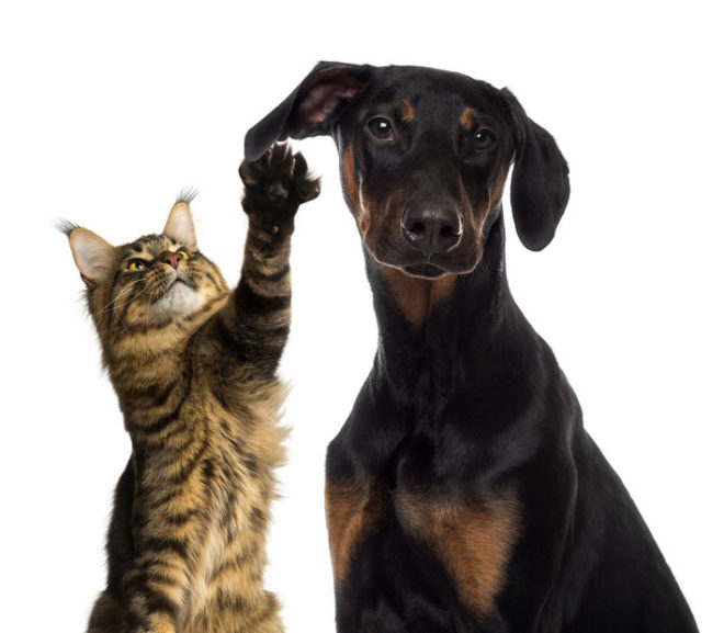 Dobermans Pinscher and cats