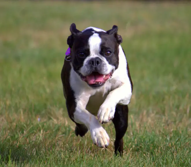 Calm Boston Terrier