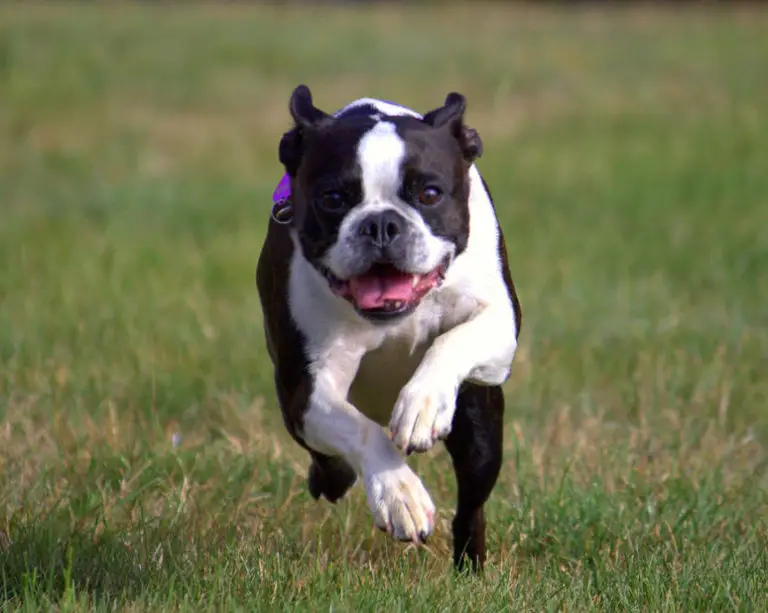 Do Boston Terriers need a lot of attention and care Bark How
