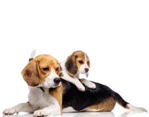 Beagle behavior by age and behavior issues - Bark How