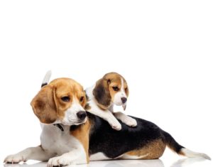 Beagle Behavior By Age And Behavior Issues - Bark How