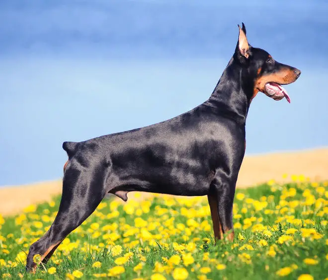 doberman skinny