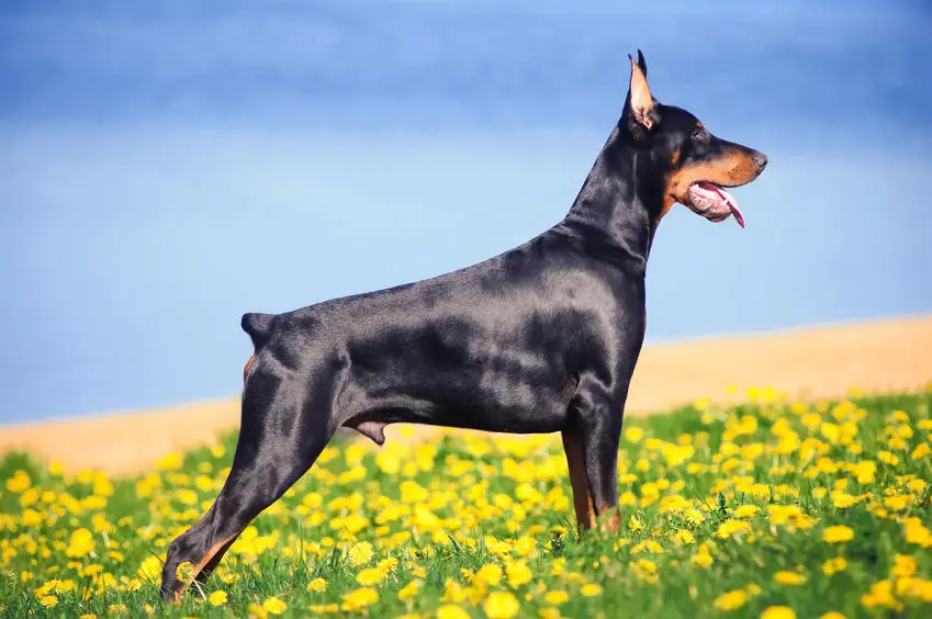 doberman playing in a field of yellow flowers
