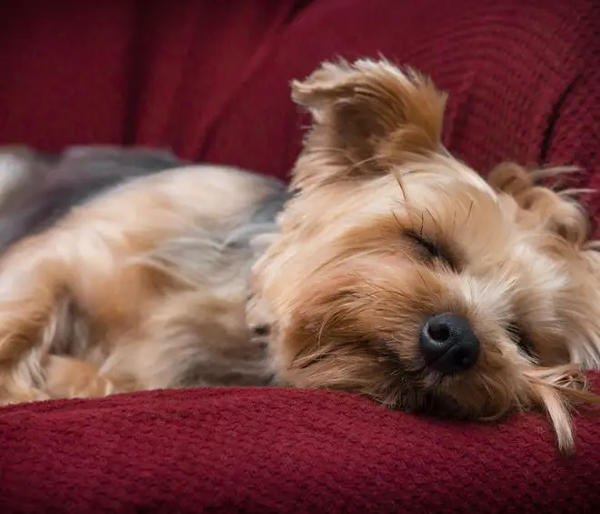 Yorkshire Terrier sleep