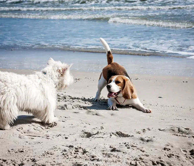 beagle socialization with other dogs