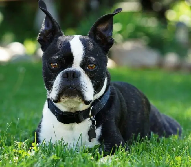 boston terrier attention and care