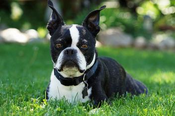 Do Boston Terriers Have Dew Claws