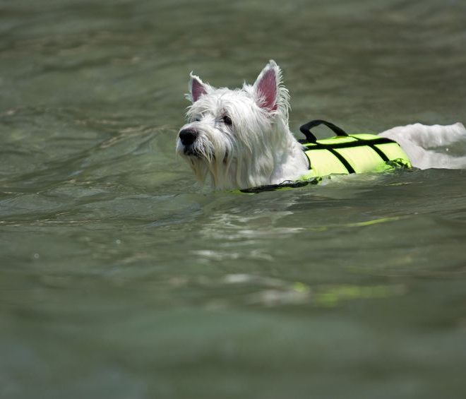 Do Westies like water