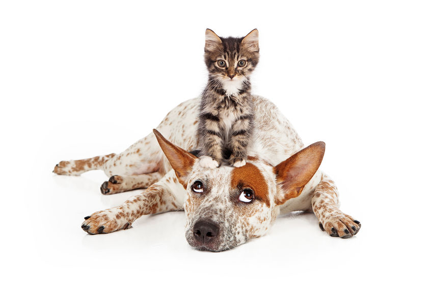 Are Australian Cattle Dogs Good With Cats Bark How