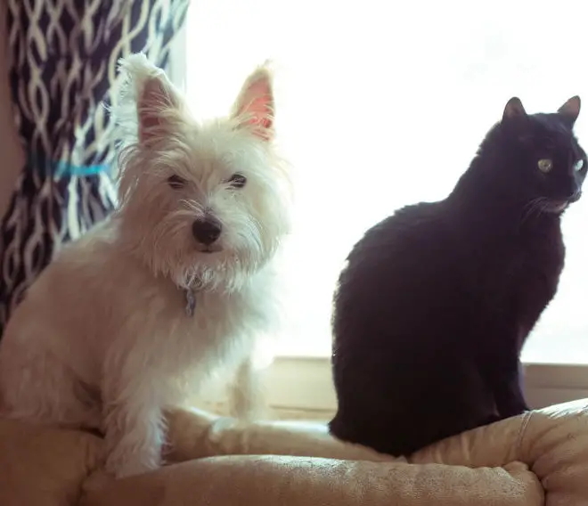 Westie good with cats