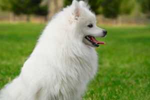 Dealing with Japanese Spitz Problem Barking - Bark How