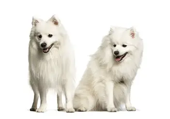 Japanese Spitz Hot Weather Tolerance Bark How