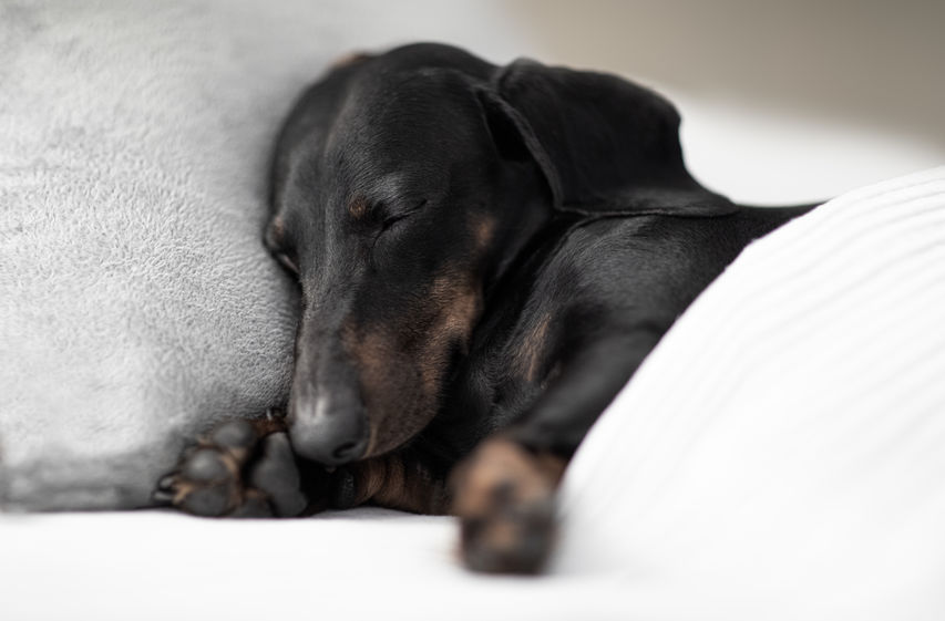 why do dachshunds sleep under covers