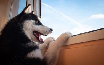 how long can you leave a husky alone for work