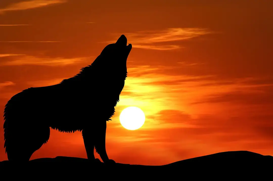 https://barkhow.com/wp-content/uploads/2021/03/howling-wolf-silhouette-sunset_opt.jpg?ezimgfmt=ng%3Awebp%2Fngcb2%2Frs%3Adevice%2Frscb2-2