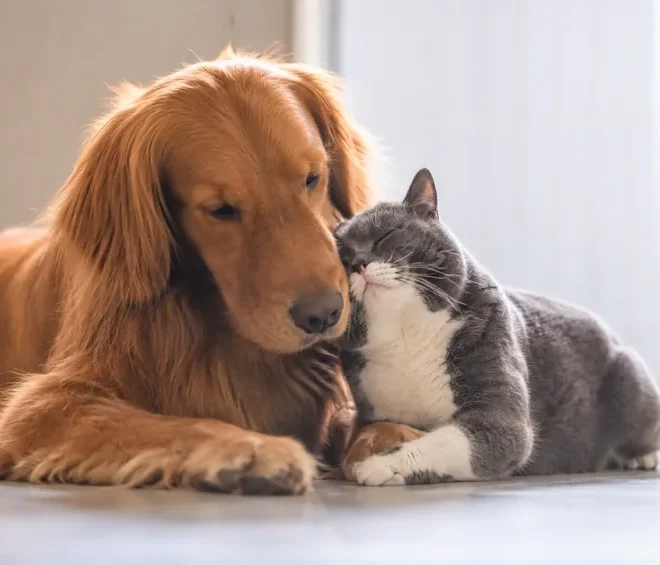 Golden retriever and gray-and-white cat cuddling peacefully indoors