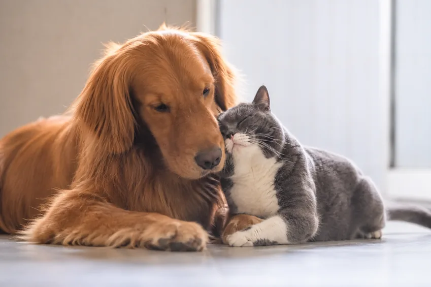 Golden retriever and gray-and-white cat cuddling peacefully indoors
