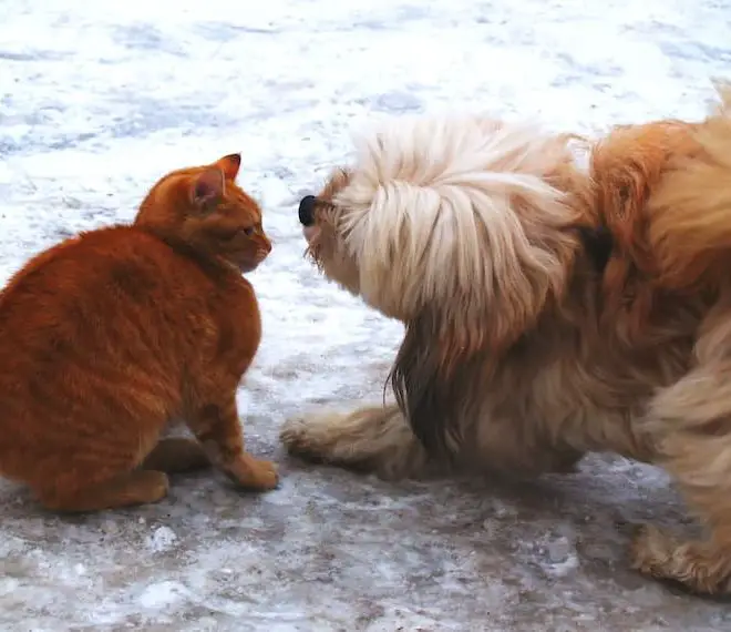 How to Make Dogs and Cats Get Along