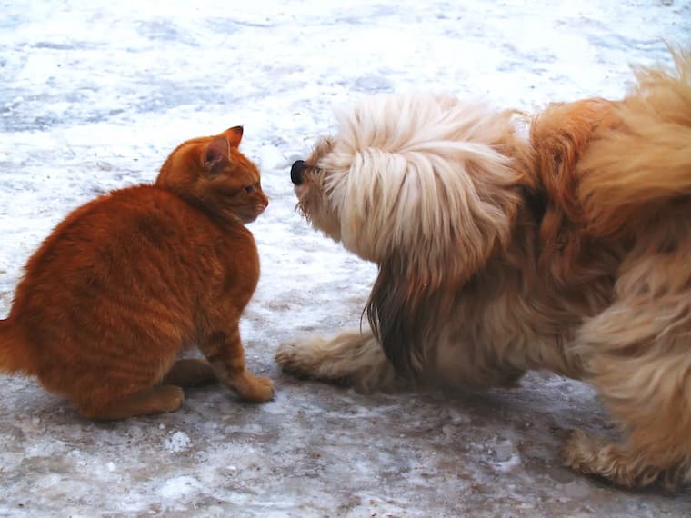 How to Make Dogs and Cats Get Along