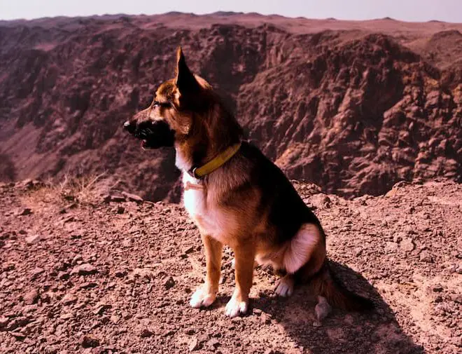 Best dog breeds for desert climates