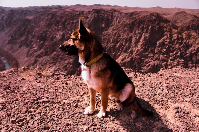 Best dog breeds for desert climates